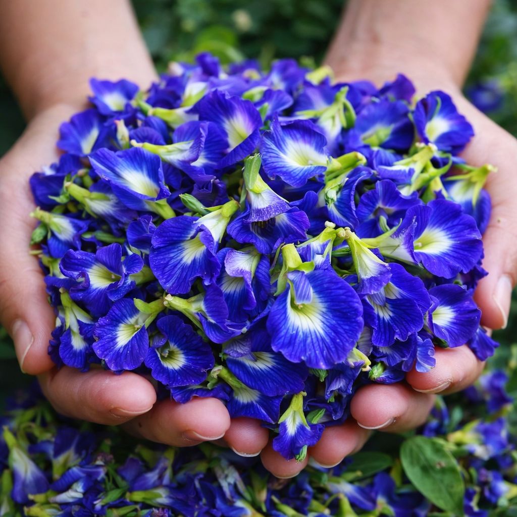 PURPFIT® Ube & Fleurs de Pois Papillon - Sérénité • Drainage • Sommeil